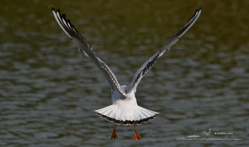 mouette rieuse immature en vol