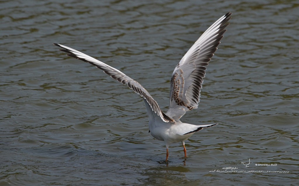 mouette rieuse immature en vol