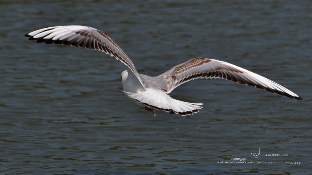 mouette rieuse immature en vol