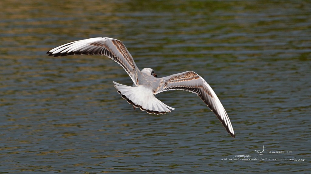 mouette rieuse immature en vol