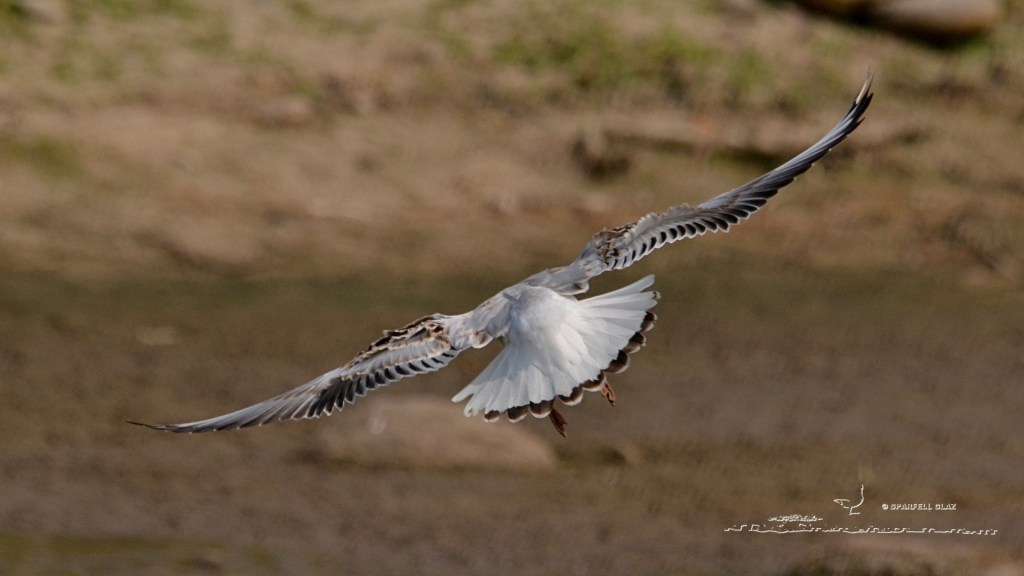mouette rieuse immature en vol