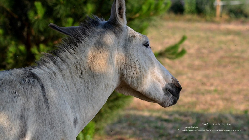 âne blanc