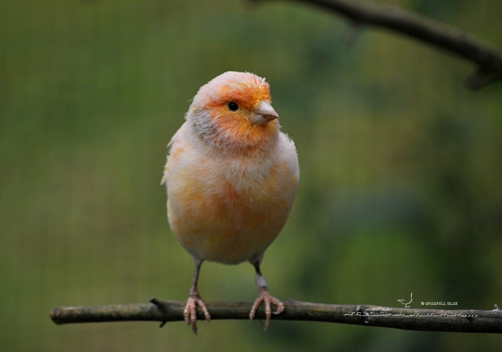 canari