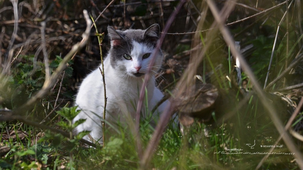 chat domestique
