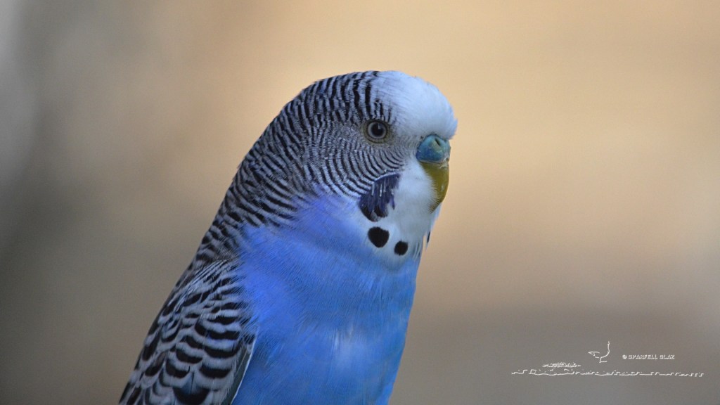 perruche ondulée bleue