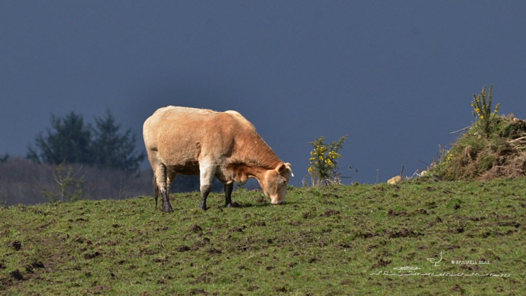 vache au pâturage