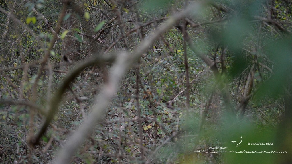 faisan vénéré en sous-bois