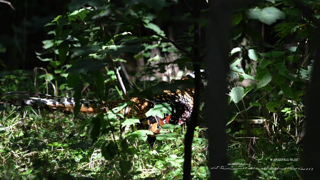 faisan vénéré mâle adulte en sous-bois