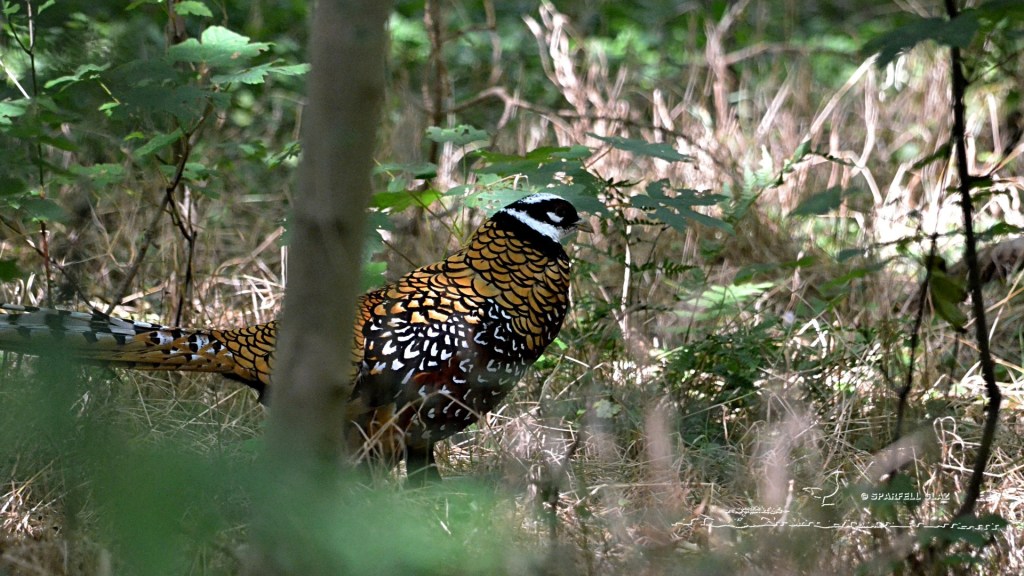 faisan vénéré mâle adulte en sous-bois