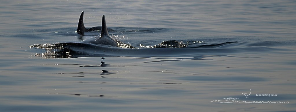 Grands dauphins en Mer d'Iroise