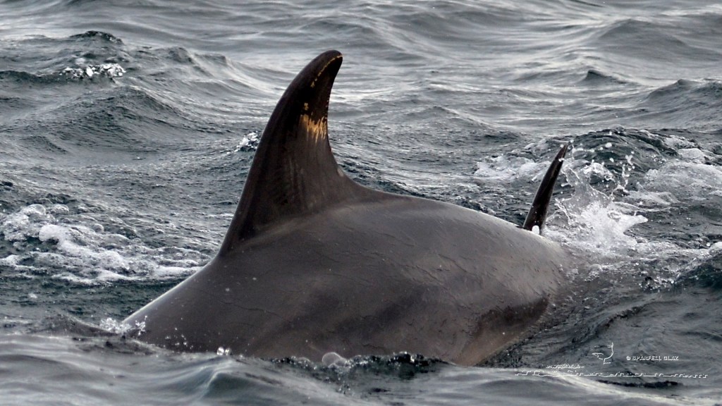 Grands dauphins en Mer d'Iroise