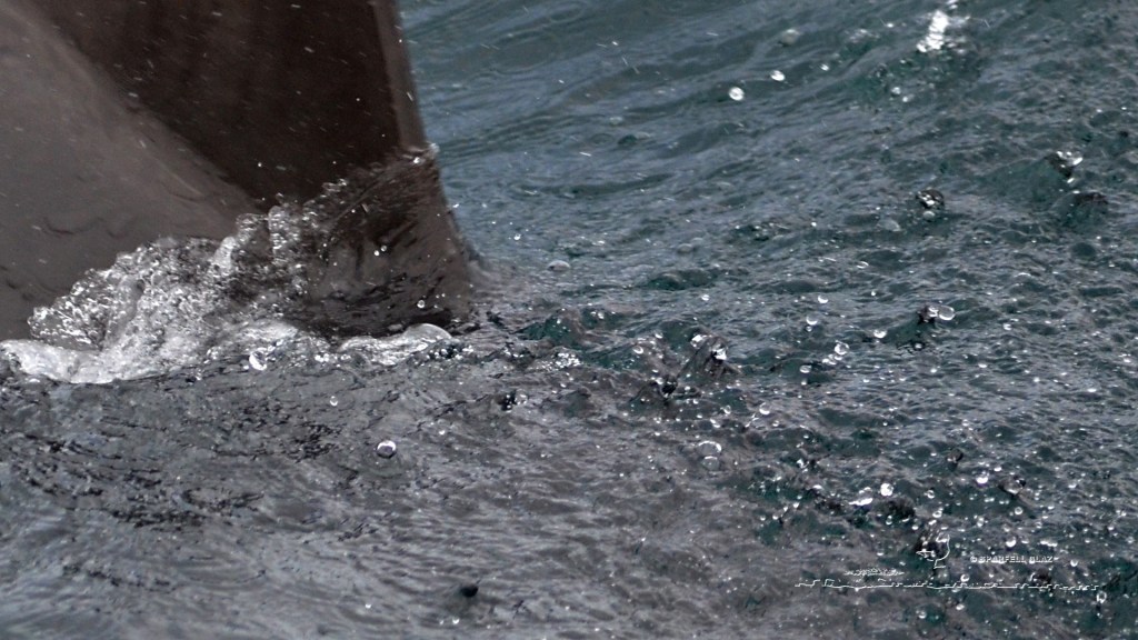 Grand dauphin en Mer d'Iroise