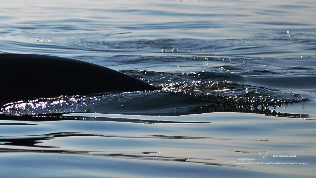 Grand dauphin en Mer d'Iroise