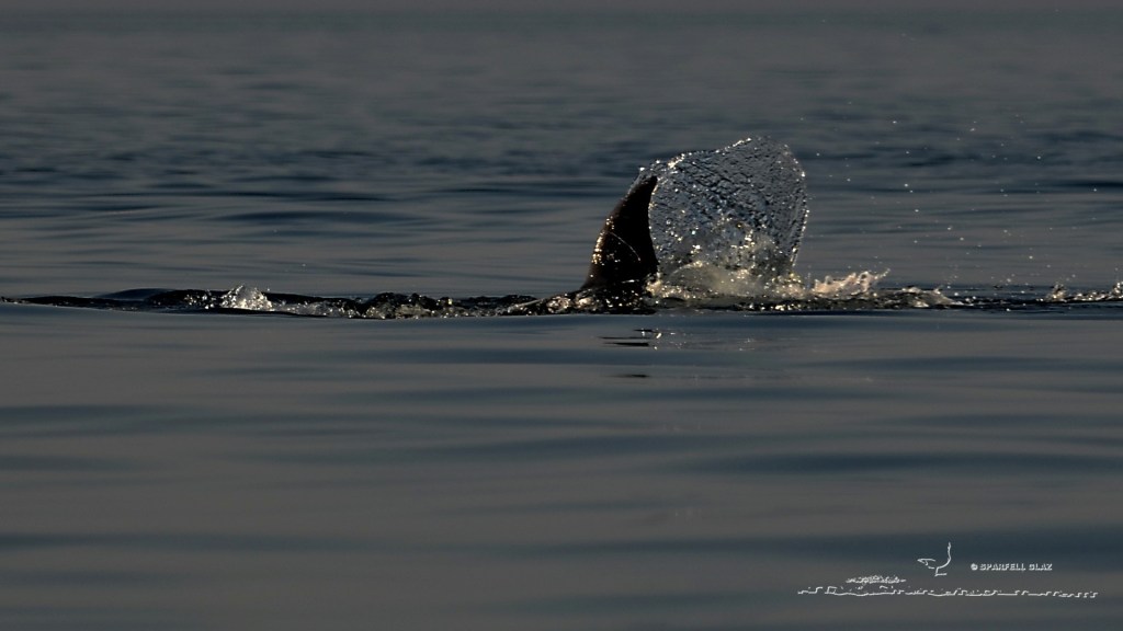 Grand dauphin en Mer d'Iroise