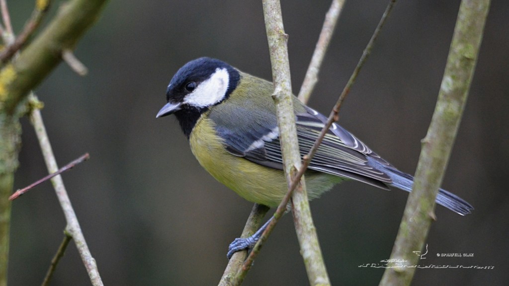 mésange charbonnière