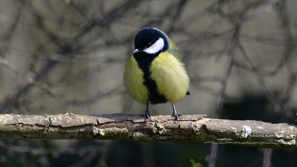 mésange charbonnière mâle