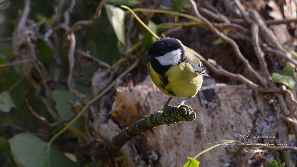 mésange charbonnière femelle