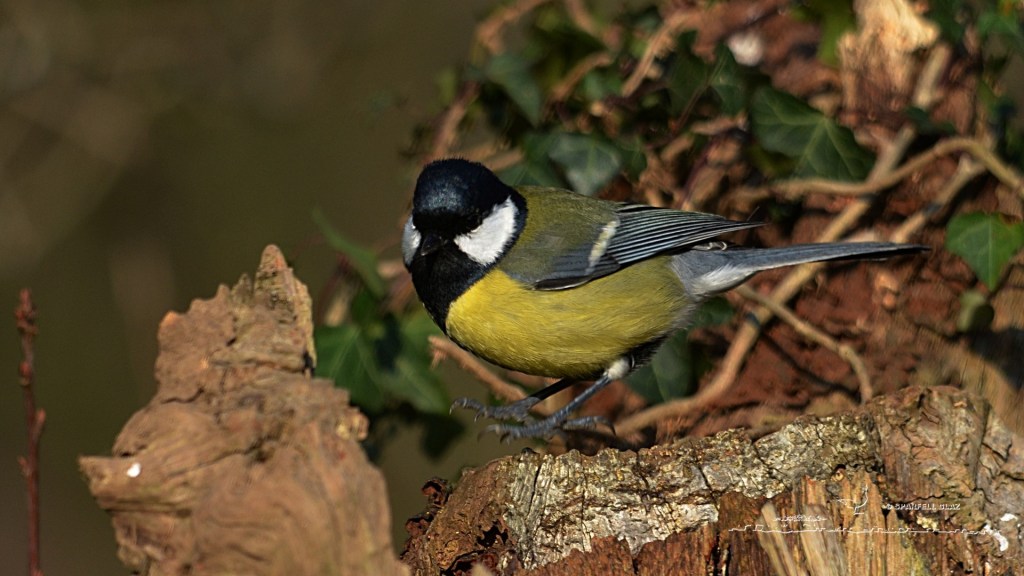 mésange charbonnière mâle très surpris