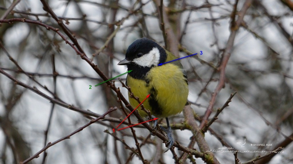 mésange charbonnière. Critères de reconnaissance du sexe