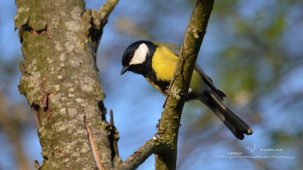 mésange charbonnière mâle