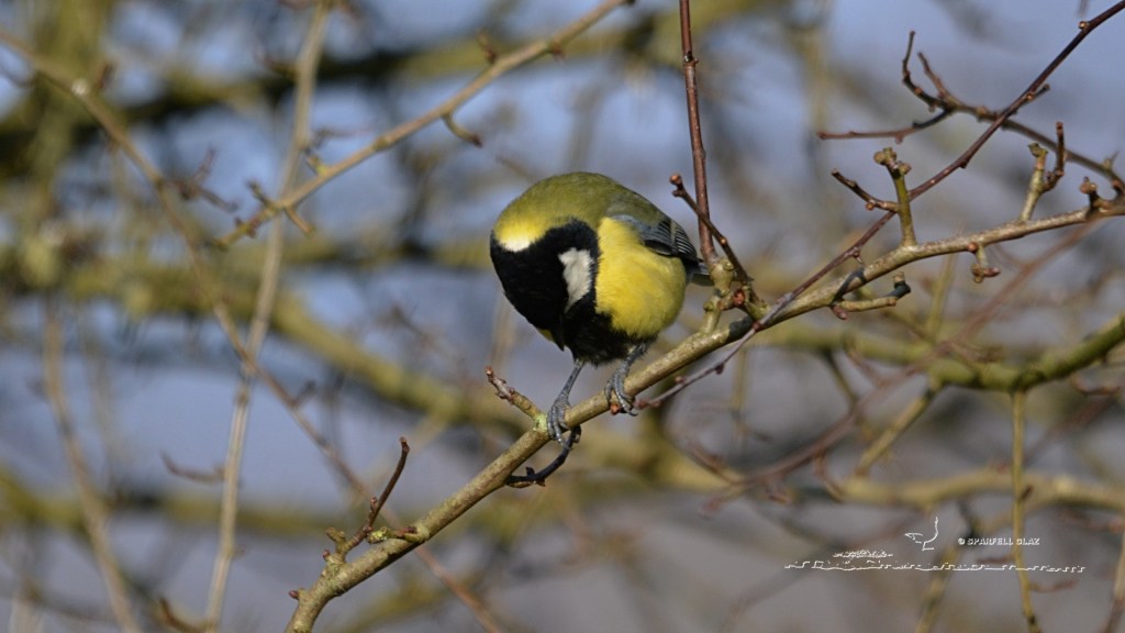 mésange charbonnière mâle