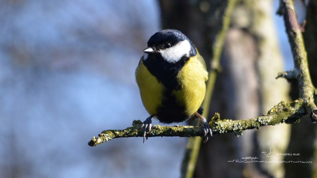 mésange charbonnière mâle