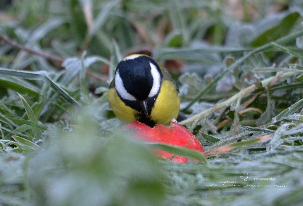 mésange charbonnière mâle