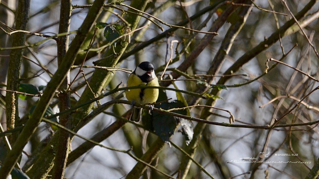 mésange charbonnière femelle