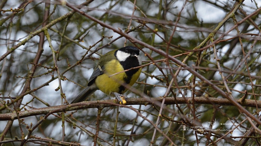 mésange charbonnière mâle