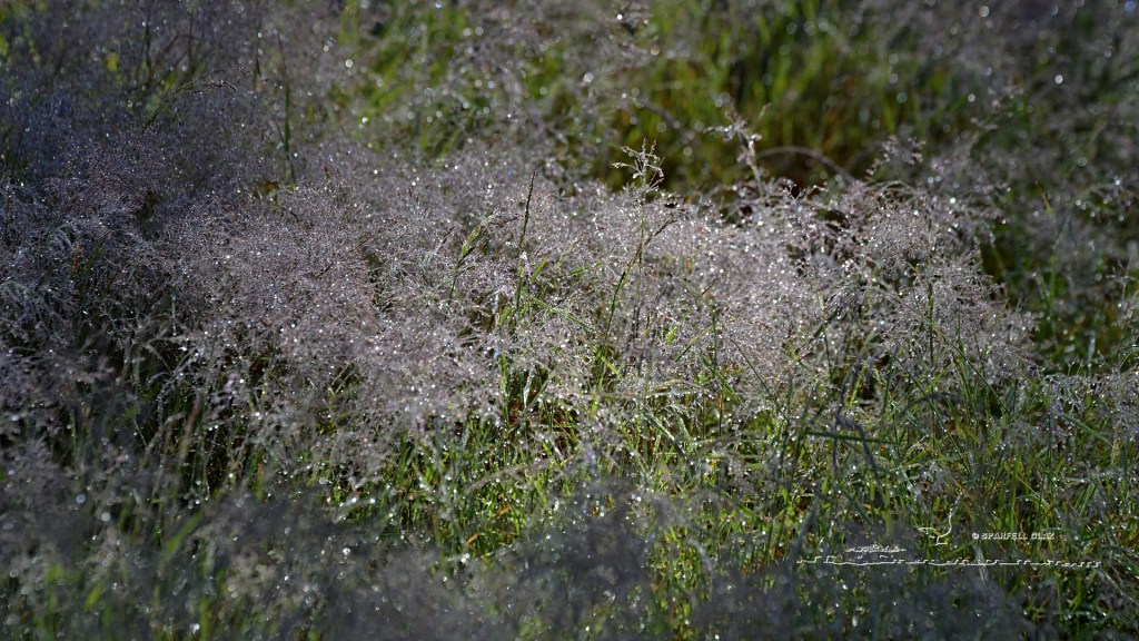 graminées pleines de rosée