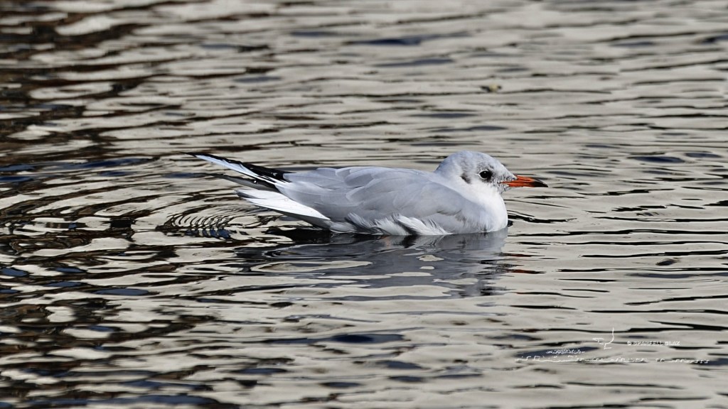 mouette rieuse adulte au bain