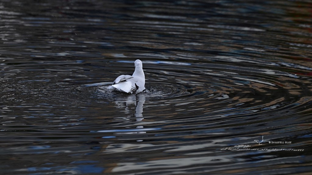 mouette rieuse adulte au bain