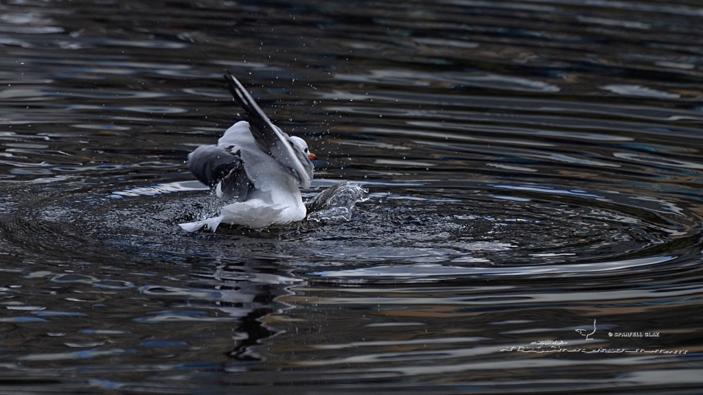 mouette rieuse adulte au bain