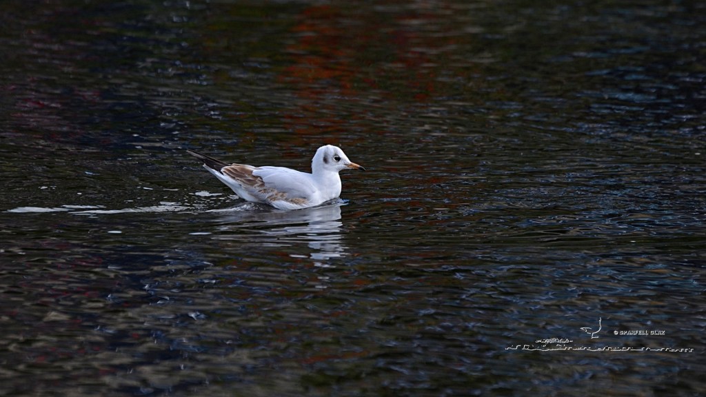 mouette rieuse immature au bain