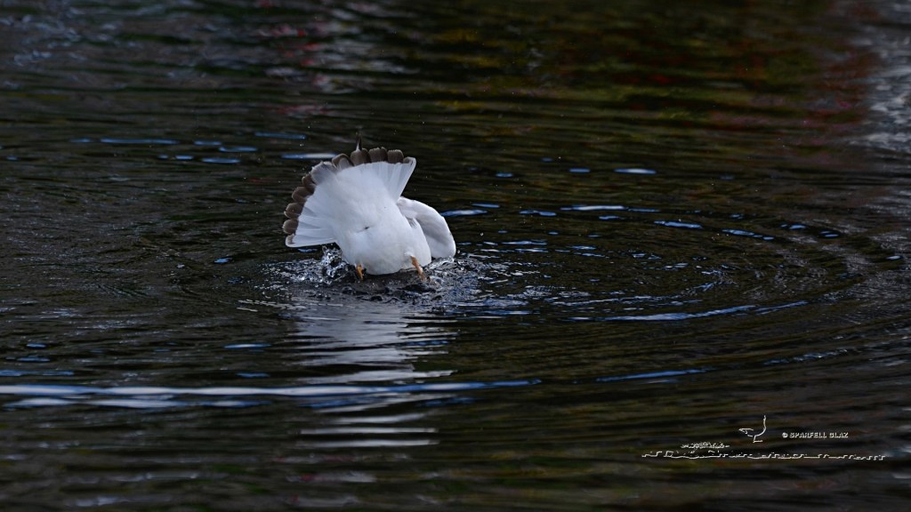 mouette rieuse immature au bain