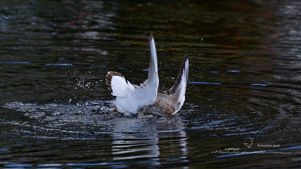 mouette rieuse immature au bain
