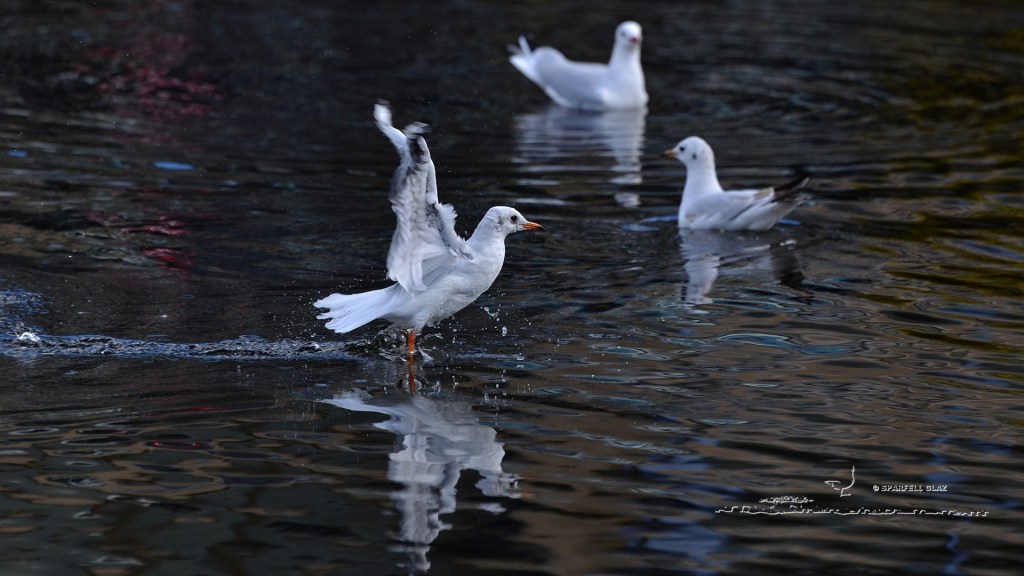 mouette rieuse adulte au bain