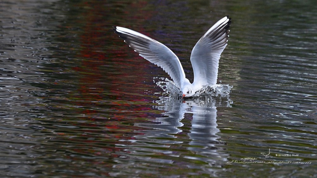 mouette rieuse adulte au bain