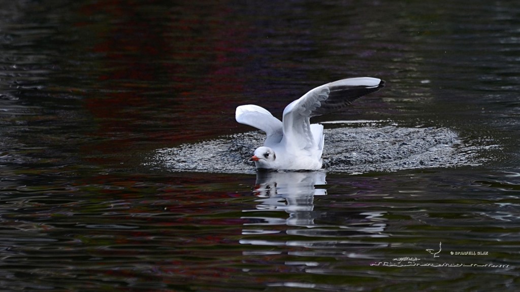 mouette rieuse adulte au bain