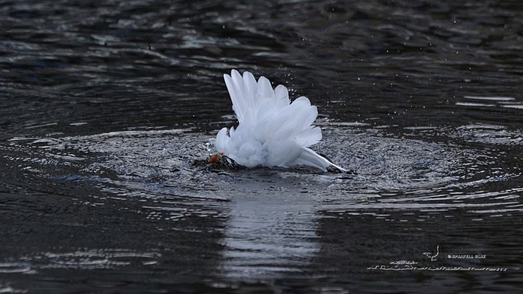 mouette rieuse adulte au bain