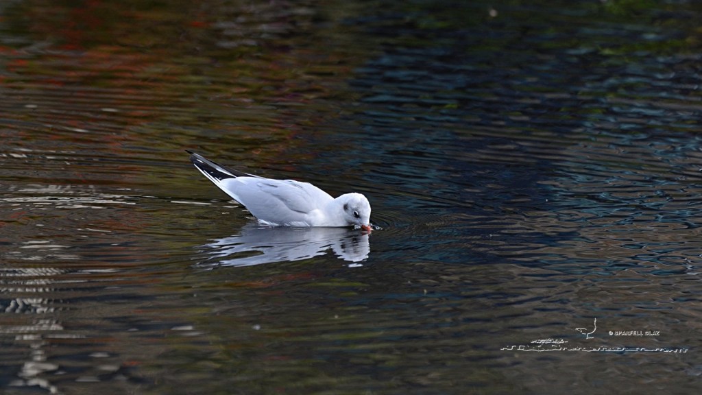 mouette rieuse adulte au bain