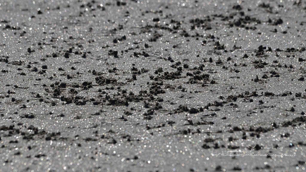 trous de becs dans le sable