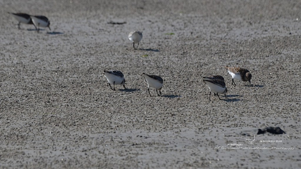 bécasseaux sanderlings au gagnage