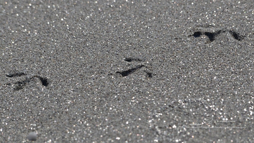 traces de pattes d'un bécasseau sanderling sur le sable