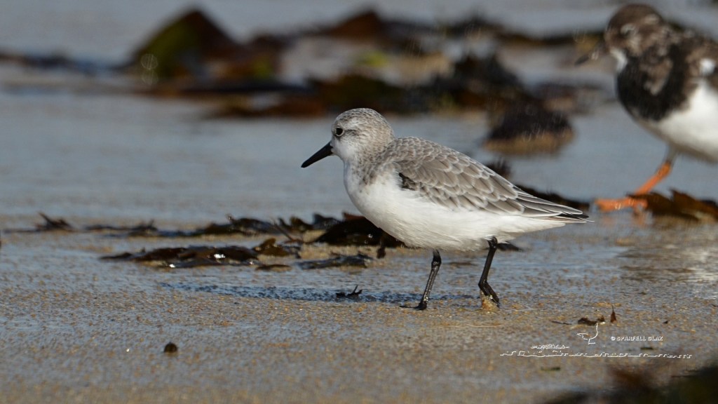 bécasseau sanderling en plumage internuptial