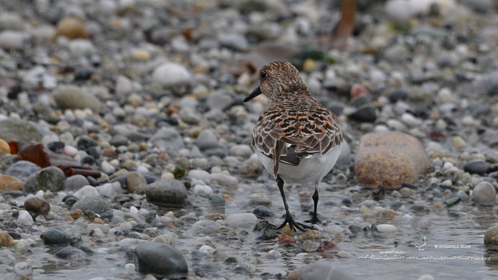 bécasseau sanderling en plumage nuptial