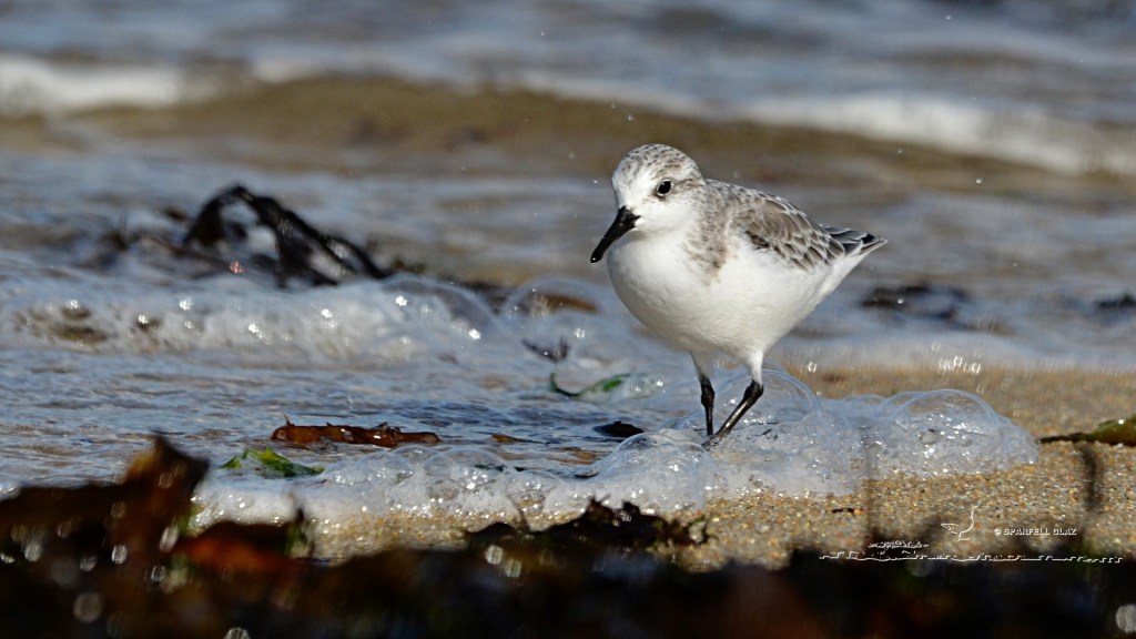 bécasseau sanderling en plumage internuptial