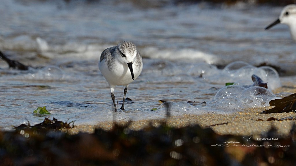 bécasseau sanderling en plumage internuptial