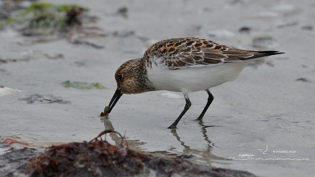 bécasseau sanderling capturant une proie. Plumage nuptial