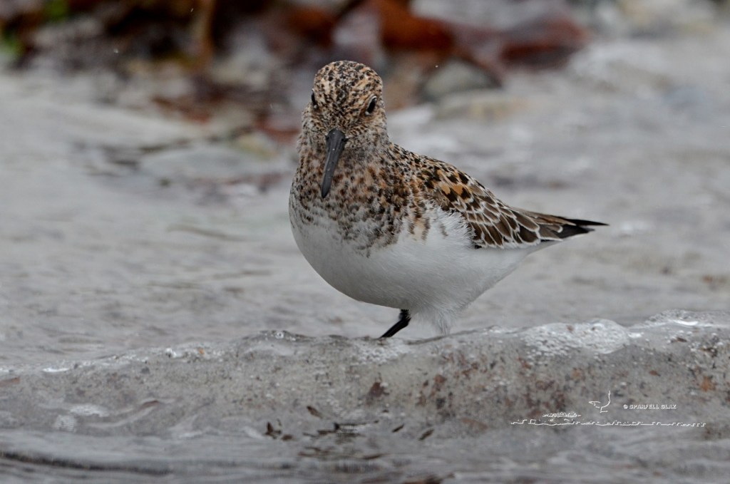 bécasseau sanderling en plumage nuptial